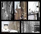 auschwitz 2013-sm